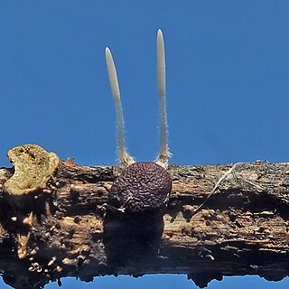 <i>Typhula variabilis</i> Species of fungus