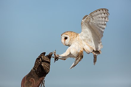 A barn owl landing on a falconer's hand