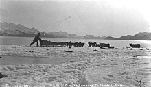 US mail carrier and dog sled team arriving at Seward, c. 1912 US mail carrier and dog sled team arriving at Seward, ca 1912 (THWAITES 238).jpeg