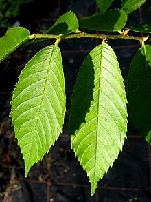 Ulmus mexicana листа.jpg