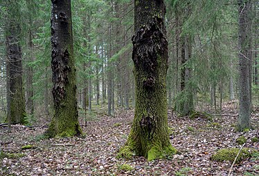 Asprika skogar i sent successionsstadium.