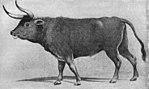 პირველყოფილი ძროხა