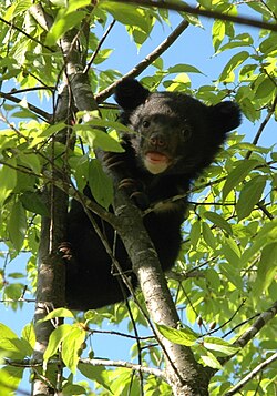 Ursus thibetanus formosanus cub on tree.jpg