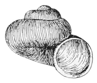 <i>Valvata sincera</i> Species of gastropod