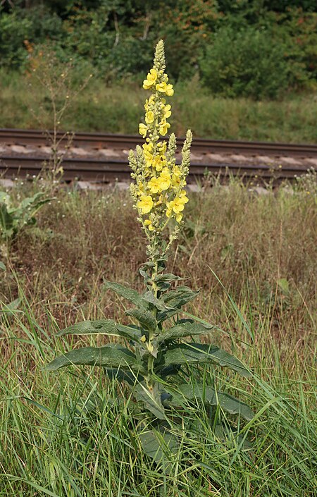 Verbascum phlomoides