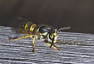 German wasp rasping wood with which to build its nest Vespula germanica-pjt2.jpg