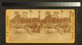 View of rocks, water and trees (NYPL b11708946-G92F129 007F).tiff