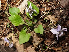 葉の先端はとがり、基部は深い心形、縁に低い波状の鋸歯がある。葉の両面とも浅緑色で、密に粗い開出毛が生える。