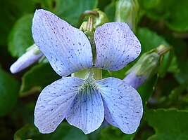 Viola cornuta 'Freckles'