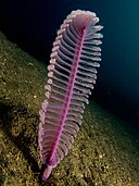 Virgularia sp. (Purple sea pen)
