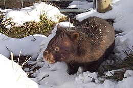 Šiurkščiaplaukis vombatas (Vombatus ursinus)