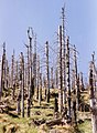 Trees killed by acid rain pollution, Erzgebirge, Germany