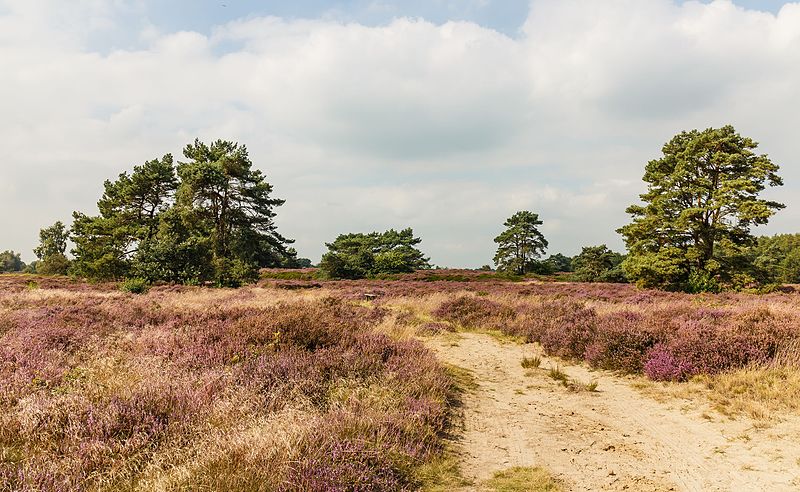 File:Wandeltocht door bloeiende heidevelden en zandverstuivingen van de Schaopedobbe (Schapenpoel) 14.jpg