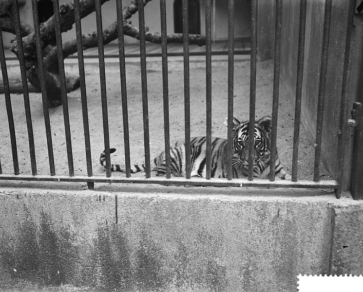 File:Wasbeertjes in Artis, tijgertjes op 17 mei geboren, is nu achter tralies gezet, Bestanddeelnr 910-6985.jpg