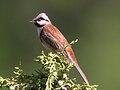 Chestnut-breasted bunting