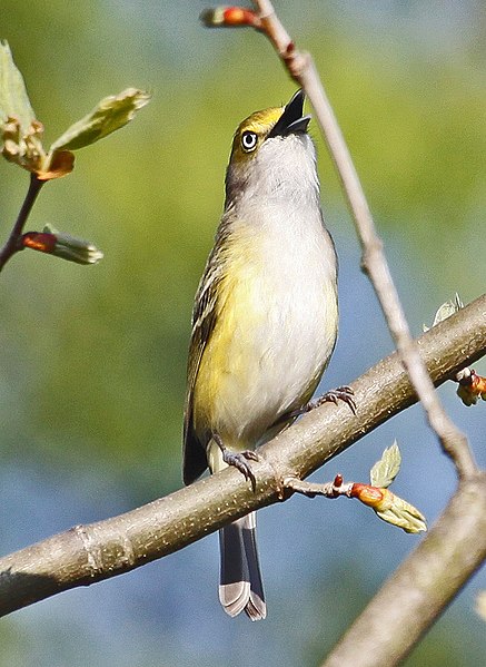 File:White-eyed Vireo - 2011.jpg