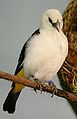 White-headed Buffalo-weaver.jpg