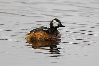 White-tufted grebe Species of bird