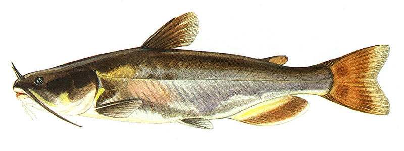 White bullhead - Wikipedia