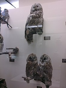 A taxidermed specimen of Ural owl near a pair of its close cousin, the tawny owl. Wien-nhm-strix-uralensis.jpg