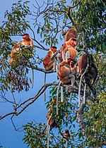 Miniatura per Tanjung Puting