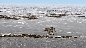 Lup fotografiat de pe autostrada Dalton, Northern Slope Borough, Alaska (10 mai 2016)