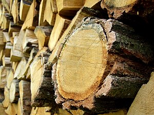 Bois: Paléobotanique, Structure, Défauts des bois