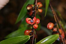 Xylopia sericea fruits.jpg