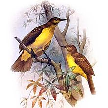 Yellow-breasted Bowerbird.jpg