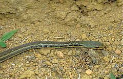 Description de l'image Yellow-striped Water Snake (Thamnosophis stumpffi) (9659194560).jpg.