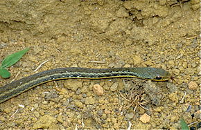 Beskrivelse av Yellow-striped Water Snake (Thamnosophis stumpffi) (9659194560) .jpg.