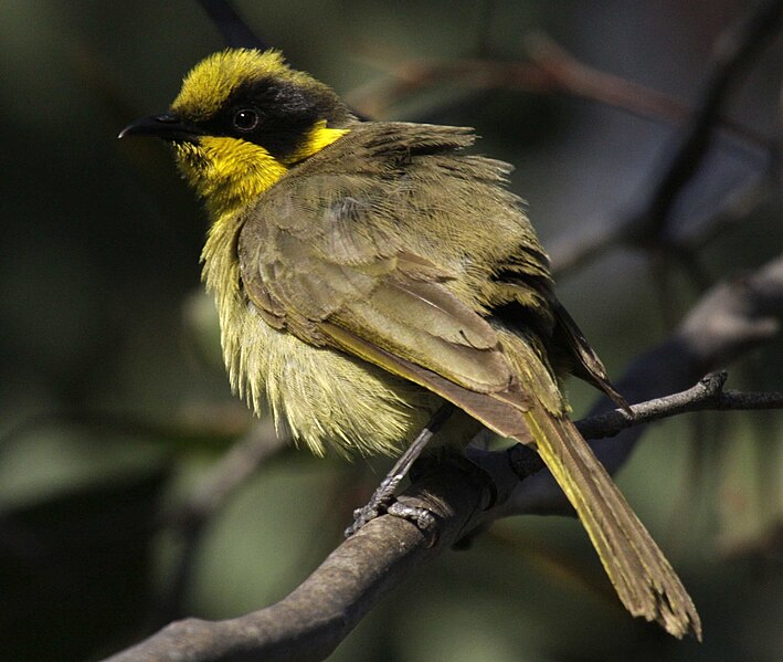 File:Yellow-tufted honeyeater durakai08.jpg