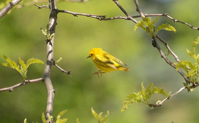 File:Yellow Warbler (34500848986).jpg