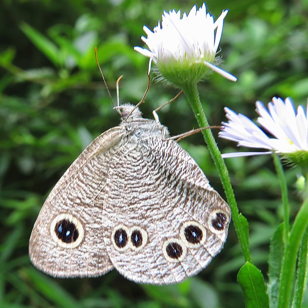 File:Ypthima argus on the flower.jpg