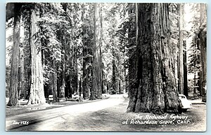 1555 - The Redwood highway at Richardson Grove