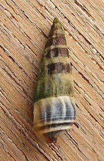 <i>Zeacumantus lutulentus</i> Species of gastropod