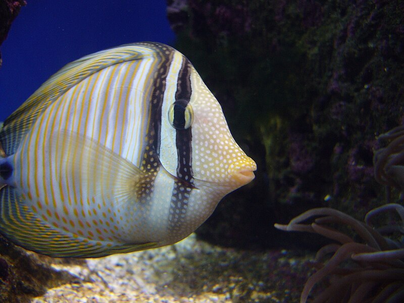 File:Zebrasoma desjardinii.001 - Aquarium Finisterrae.jpg