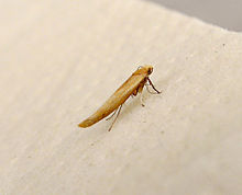 Zelleria hepariella (14030639735) .jpg