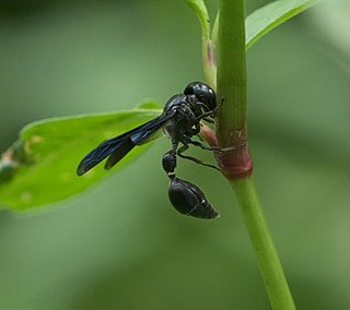 <i>Zethus spinipes</i> Species of wasp