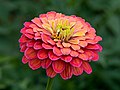 39 Zinnienblüte Zinnia elegans stack15 20190722-RM-7222254 uploaded by Ermell, nominated by Boothsift