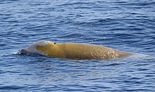 Cuvier's beaked whale surfaces in the Pelagos Sanctuary for Mediterranean Marine Mammals in the Ligurian Sea. Ziphius Ligurian Sea.jpg