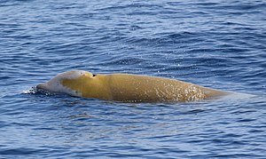 Cuvier's Beaked Whale