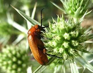 <i>Zonitis</i> Genus of beetles