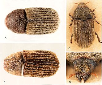 Dorsal and frontal view of Phloeoditica curta (A), Phloeoditica elegans (B), Pseudoxylechinus setosus (C, D). ZooKeys-056-141-g001.jpg