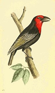 Black-billed barbet Species of bird