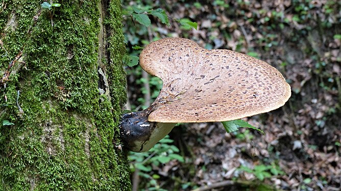 Large Fungus growing on tree in ravine near Lake Zurich, Switzerland