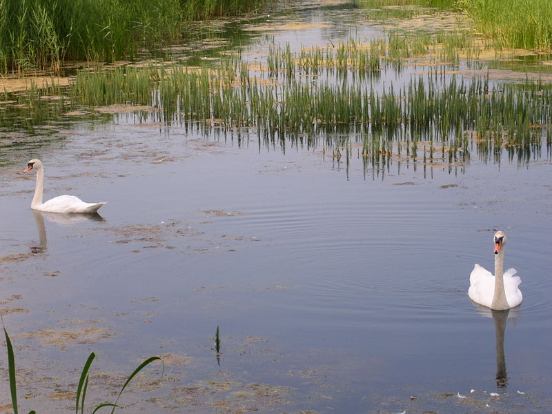 File:Zwanen in groot water in Middenduin.jpg