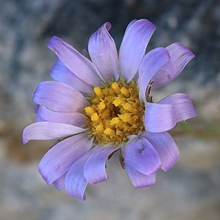 <i>Zyrphelis</i> Genus of flowering plants