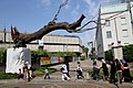 "IN LIMINE" di Giuseppe Penone - Gam.JPG