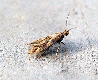 <i>Epermenia falciformis</i> Species of moth